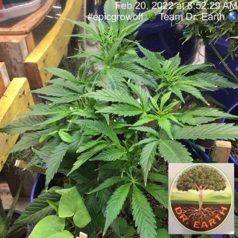 Bruce Banner growlog timeline photo