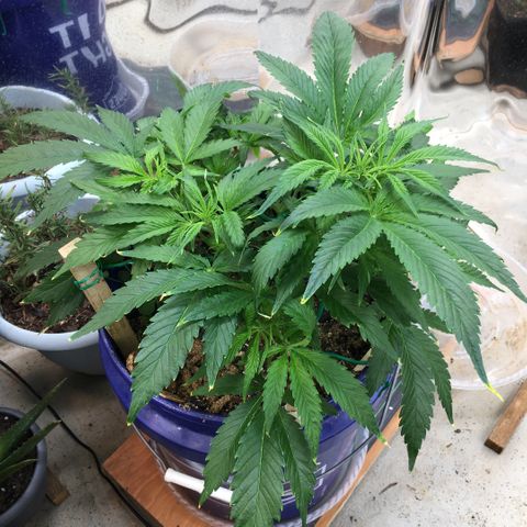 Bruce Banner growlog timeline photo