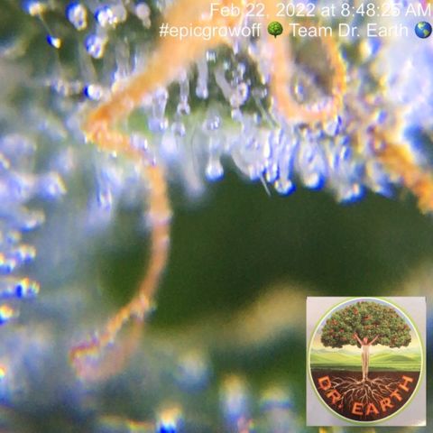 #epicgrowoff growlog timeline photo