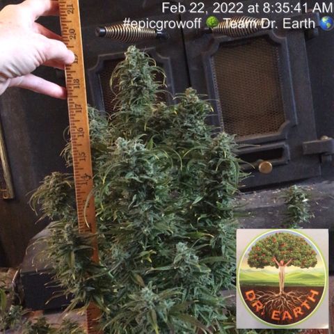 #epicgrowoff growlog timeline photo