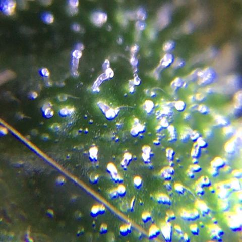 #epicgrowoff growlog timeline photo