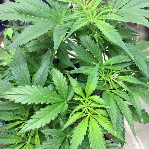 Bruce Banner growlog timeline photo