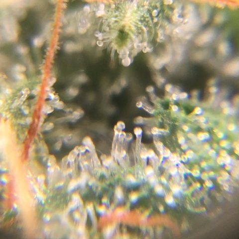 #epicgrowoff growlog timeline photo