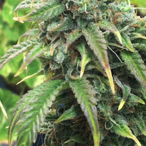#epicgrowoff growlog timeline photo