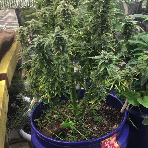 #epicgrowoff growlog timeline photo