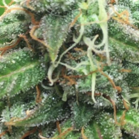 #epicgrowoff growlog timeline photo