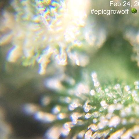#epicgrowoff growlog timeline photo