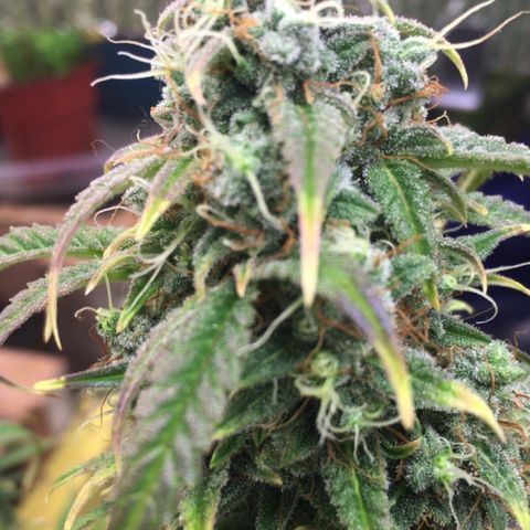 #epicgrowoff growlog timeline photo