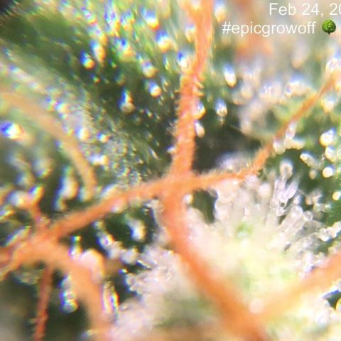 #epicgrowoff growlog timeline photo