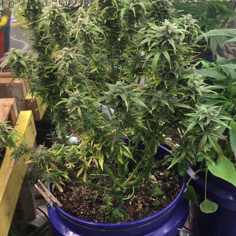 #epicgrowoff growlog timeline photo