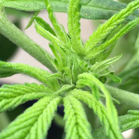 Bruce Banner growlog timeline photo