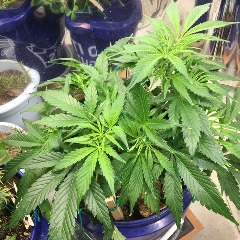 Bruce Banner growlog timeline photo