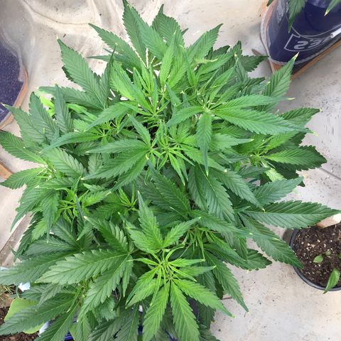 Bruce Banner growlog timeline photo