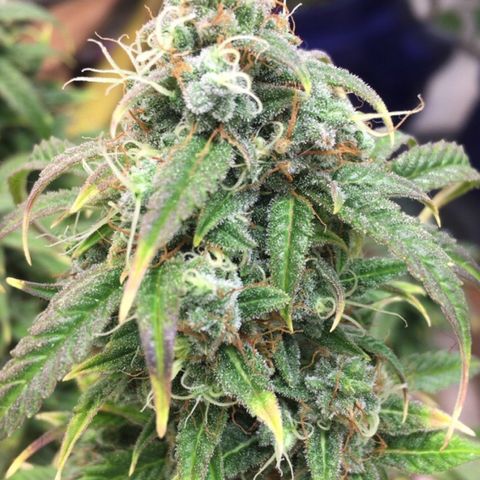 #epicgrowoff growlog timeline photo