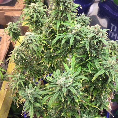 #epicgrowoff growlog timeline photo