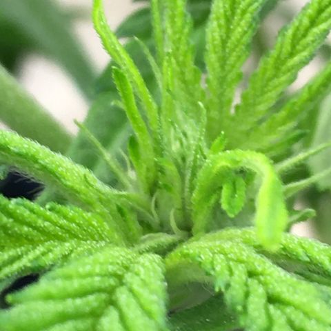 Bruce Banner growlog timeline photo
