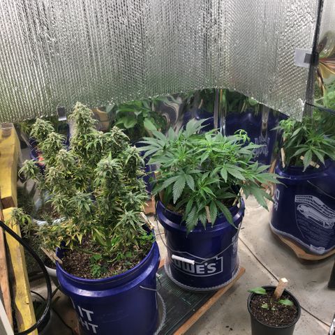 #epicgrowoff growlog timeline photo