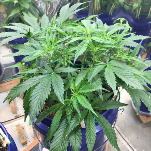 Bruce Banner growlog timeline photo