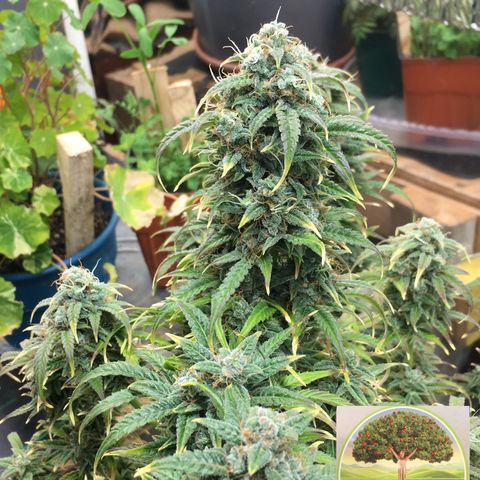 #epicgrowoff growlog timeline photo
