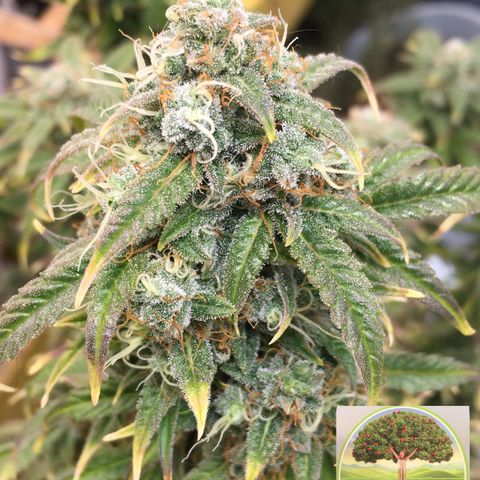 #epicgrowoff growlog timeline photo