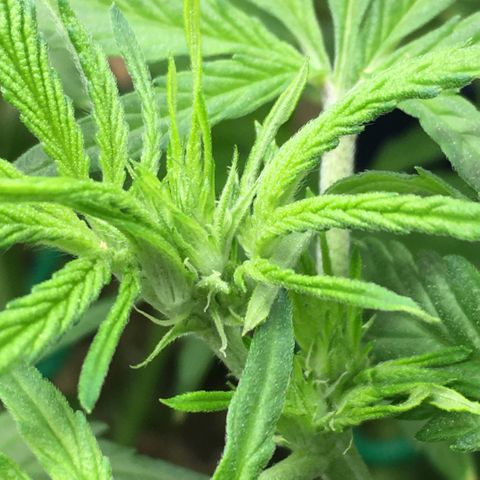 Bruce Banner growlog timeline photo