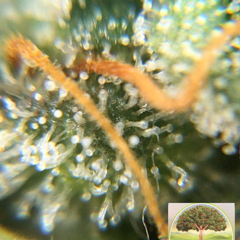 #epicgrowoff growlog timeline photo