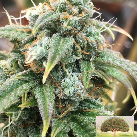 #epicgrowoff growlog timeline photo