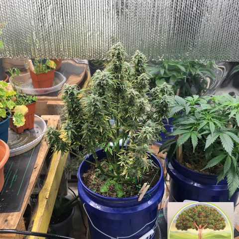 #epicgrowoff growlog timeline photo