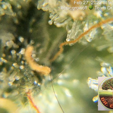#epicgrowoff growlog timeline photo