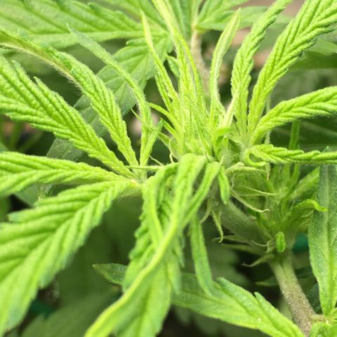 Bruce Banner growlog timeline photo