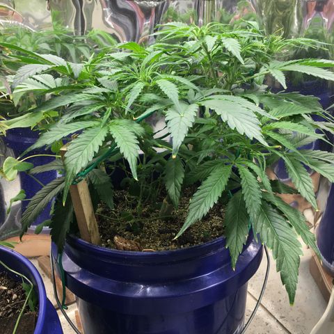 Bruce Banner growlog timeline photo