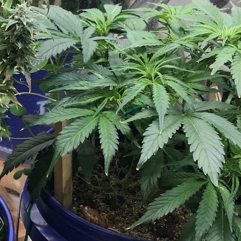 Bruce Banner growlog timeline photo