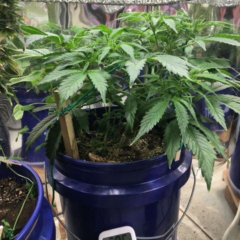 Bruce Banner growlog timeline photo