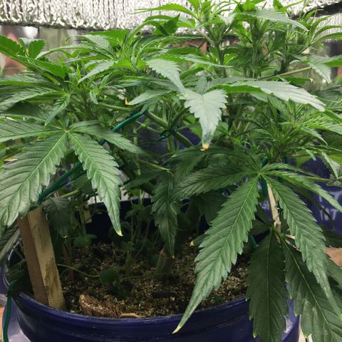 Bruce Banner growlog timeline photo