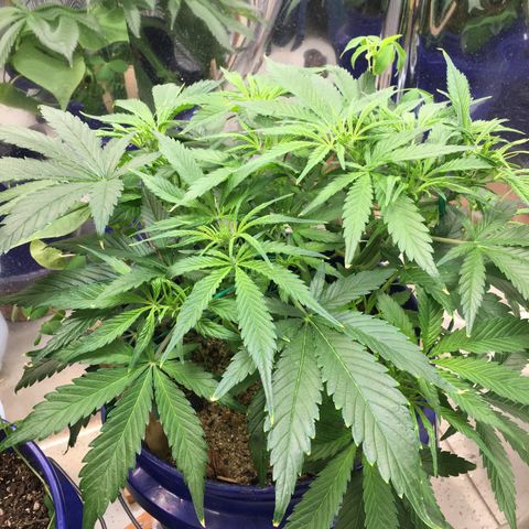 Bruce Banner growlog timeline photo