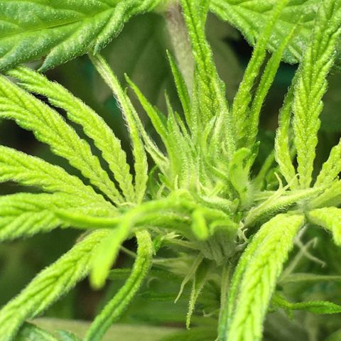 Bruce Banner growlog timeline photo