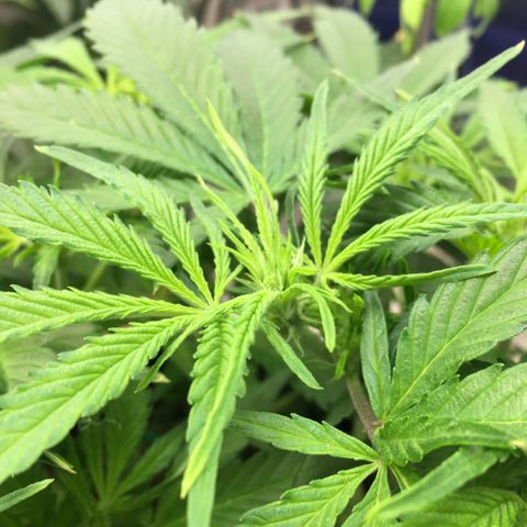 Bruce Banner growlog timeline photo