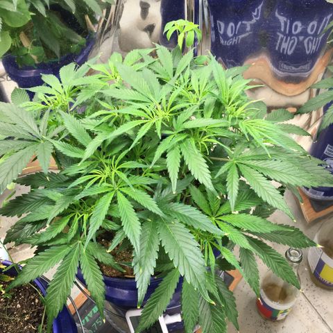 Bruce Banner growlog timeline photo