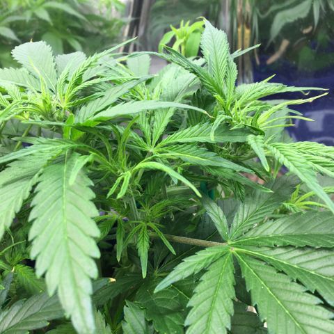 Bruce Banner growlog timeline photo
