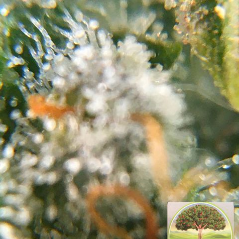 #epicgrowoff growlog timeline photo