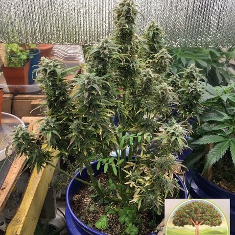 #epicgrowoff growlog timeline photo