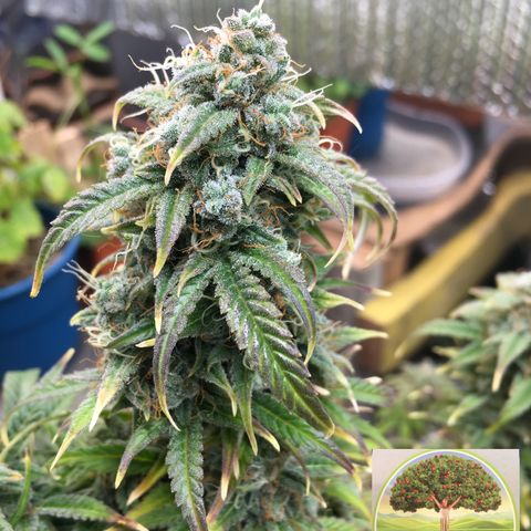 #epicgrowoff growlog timeline photo