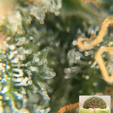 #epicgrowoff growlog timeline photo