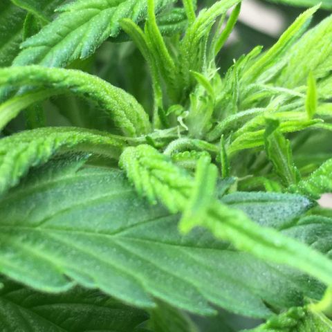 Bruce Banner growlog timeline photo