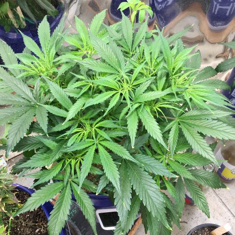 Bruce Banner growlog timeline photo