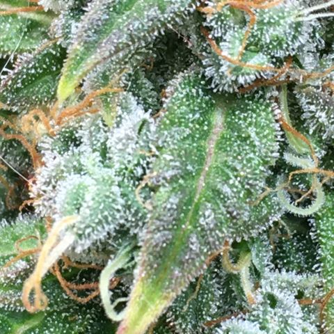 #epicgrowoff growlog timeline photo