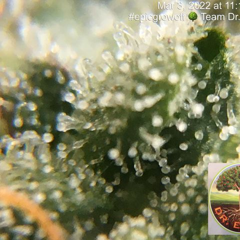 #epicgrowoff growlog timeline photo