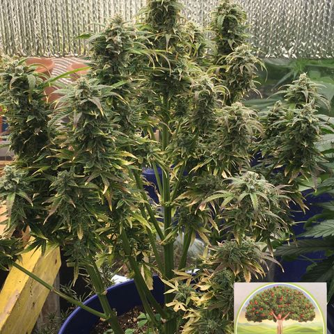 #epicgrowoff growlog timeline photo