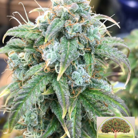 #epicgrowoff growlog timeline photo