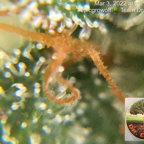 #epicgrowoff growlog timeline photo